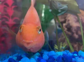 My Blood Parrot Cichlid Crush