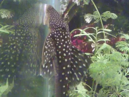 Blue Phantom Plec