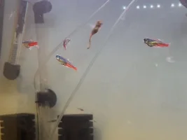 NTD - need confirmation & advice before euthanising entire tank