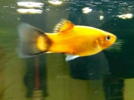 Tank Pictures I've Managed To Accumulate