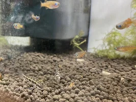 Identify these fish?