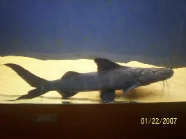 Post A Pic Of Your Fish And Rate Fish Above You