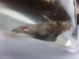 Fish Tb In Cory Cat?