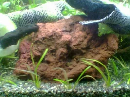 brownish/reddish water ?