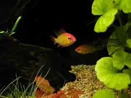 Planted 34 Gallon
