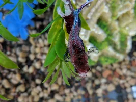 Help PLEASE: Betta "Finny" has bulge on tummy..