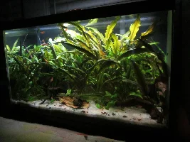 My Tanks
