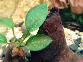 First tank build