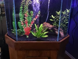 Looking for Algae Eater