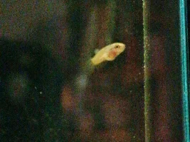 Betta Coccina Breeding Tank