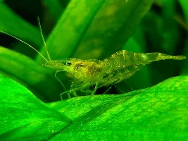 My 2 Year Old Ghost Shrimp