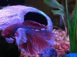 Betta's tail quickly frayed? Strange tearing and hole under a week.