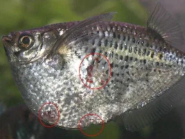 Open Wounds On Hatchet Fish