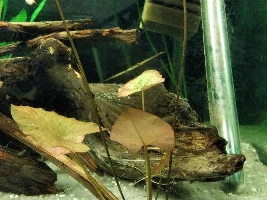 Nymphaea lotus