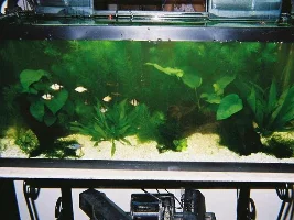 Tank Photos Of 30g Planted