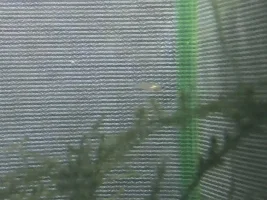 What the heck is this fish?