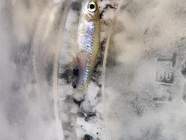 Brown spot on gills