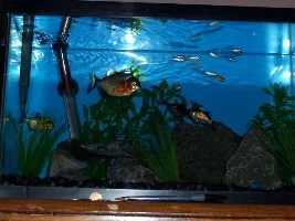 Piranhas before they moved into the 20
