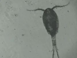 Casscats Microscope Critters