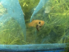 Xenophallus umbratilis not breeding