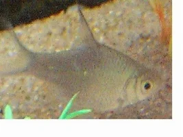 Fish Id Please