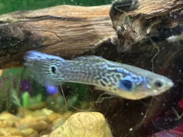 Swordtail?