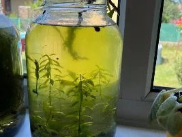 OK, nano tank... totally not me, but maybe my journey into betas, maybe Killi's, white cloud minnows???