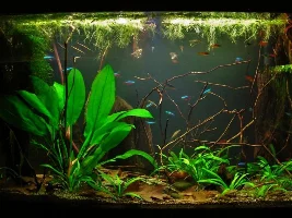 What Would You Do With A 29 Gallon Tank?