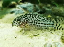 More mysterious Cory deaths