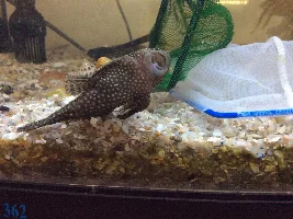 Bristlenose pleco has large lump on fin.