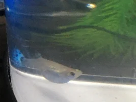 HELP GUPPIE PREGNANCY