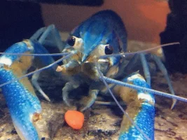 (male) Blue lobster cray (female) Orange king crayfish... Baby's coming soon !!!