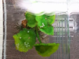Corydoras eggs - Fertile or Unfertile?
