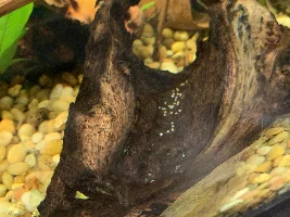 Breeding Rams