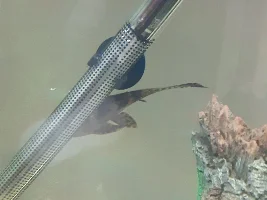Help! Pleco looks ill.