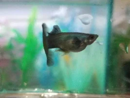 Dropsy in my guppy?
