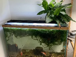 House Plants as Supplemental Water Filters
