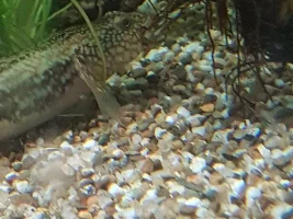 Goby-ish fish identification