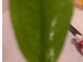 plant questions