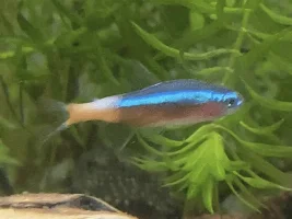 Cardinal Tetra sudden colour change