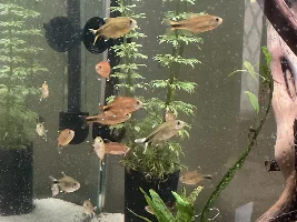148.6L (39.2 gallon) aquarium journal