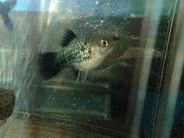 How pregnant is my platy