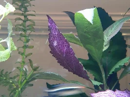 Fish eggs or ?