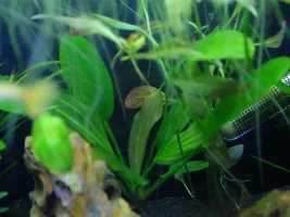 Re-starting 15 gallon, 1st time with sand
