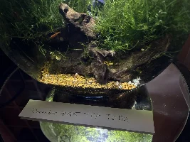 VOTE NOW: December 2025 Tank of the Month Contest (16 US gallons and smaller)