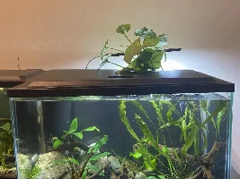 Should I put more hides for my betta?