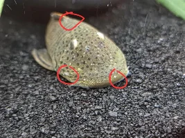 This has me stumped. Ich or Epistylis?
