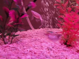 Fish has eggs or something else?