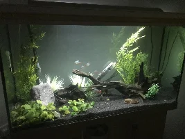 Hello fish fans.