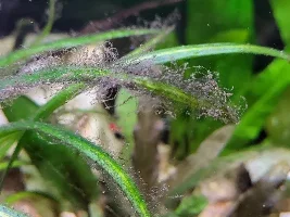 Help, what is this?